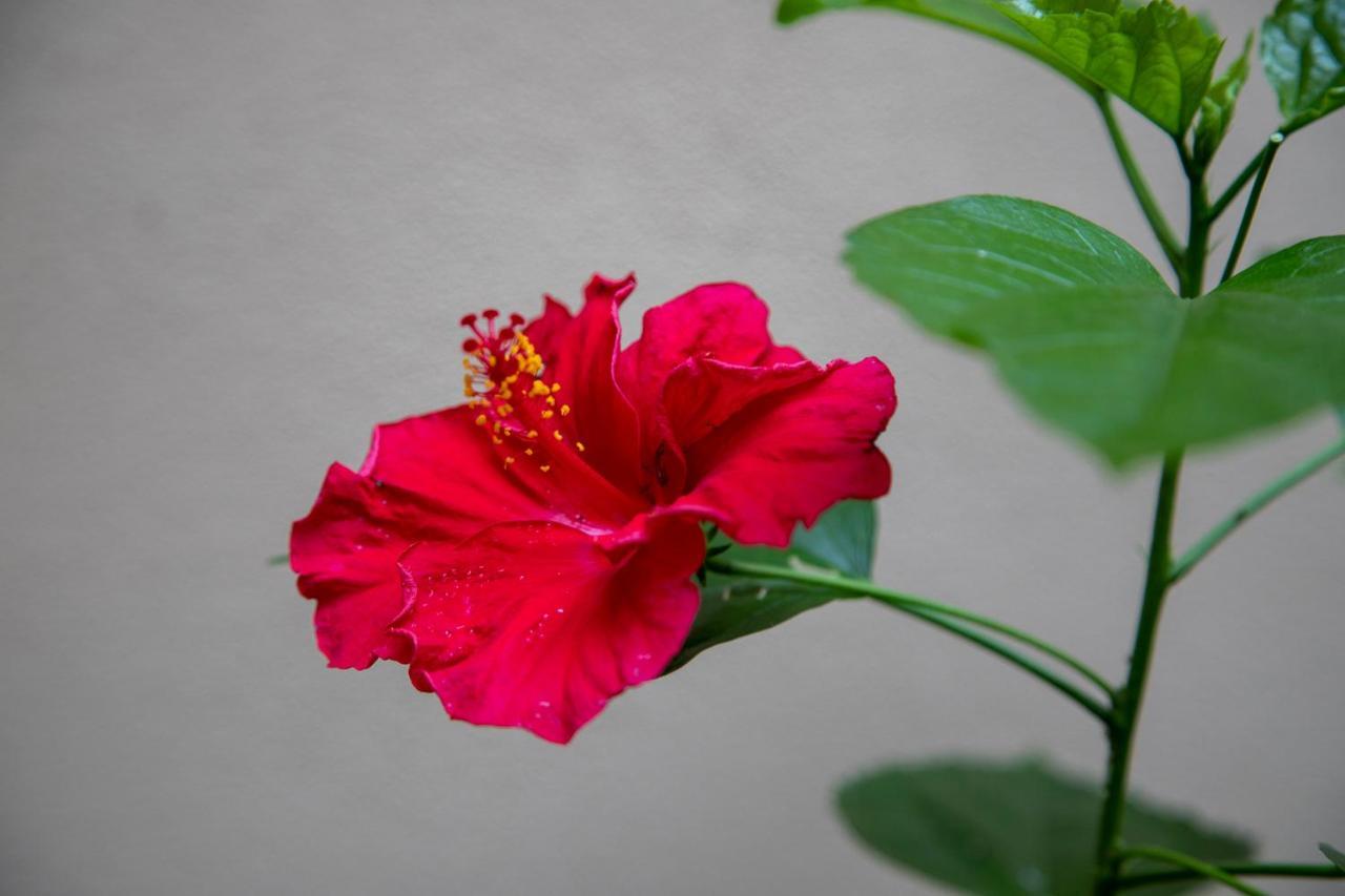 Bed & Breakfast I Propilei Di San Girolamo Rimini